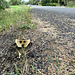 Roadside Beastie 0232