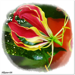 GLORIOSA