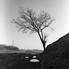 Puddles and a tree