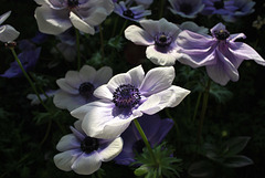 De-"light"-ful Anemones