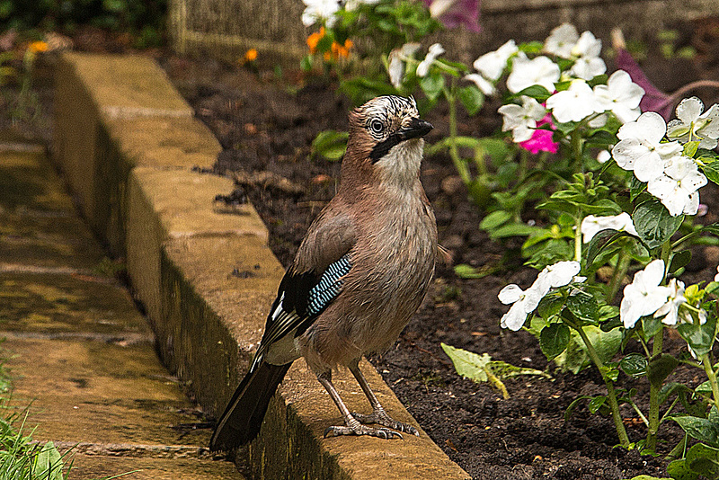 20160613 1883VRAw [D~LIP] Eichelhäher (Garrulus glandarius), Bad Salzuflen