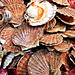 coquilles SAINT JACQUES de la Baie de St BRIEUC