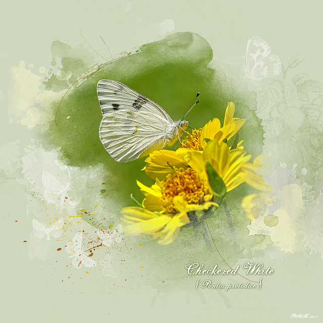 Checkered White on False Sunflowers