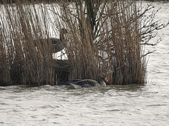 20180403 3361CPw [D~AUR] Graugans, Leybuchtsiel, Greetsiel