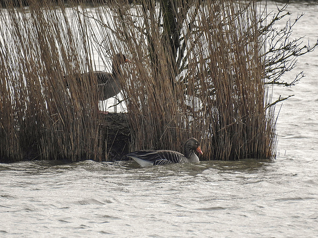 20180403 3361CPw [D~AUR] Graugans, Leybuchtsiel, Greetsiel