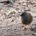 Dunnock