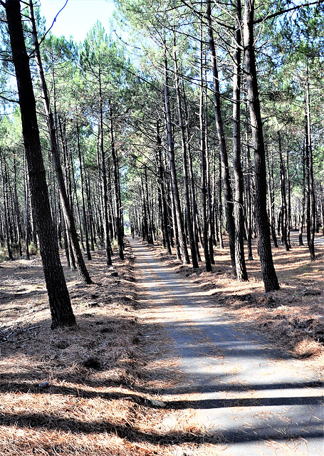 Cycling from Bordeaux Vineyards to the Atlantic Coast/ Cycle path through the woods Cycling from Bordeaux Vineyards to the Atlantic Coast/ Cycle path through the woods
