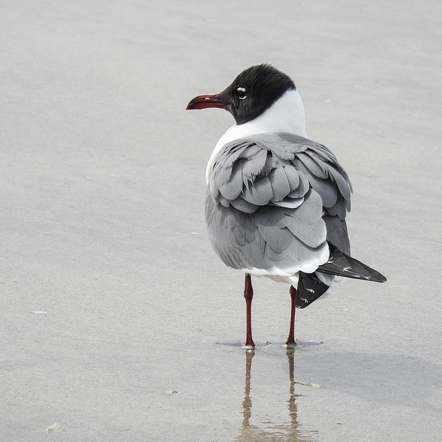 Day 4, Laughing Gull, Mustang Island State Park