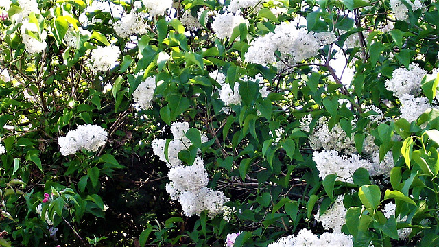 The white lilac is so heavy scented
