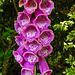 20220603 1213CPw [D~LIP] Fingerhut (Digitalis purpurea), Bad Salzuflen