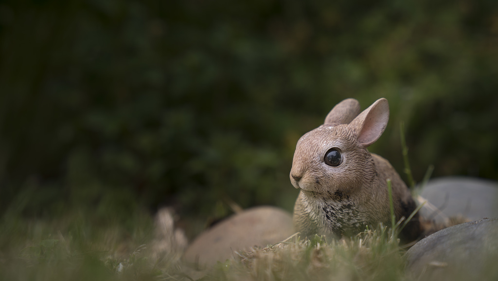 Rabbit