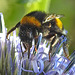 20230716 2108CPw [D~LIP] Kugeldistel, Dunkle Erdhummel (Bombus terrestris), Bad Salzuflen