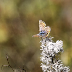 Madame Polyommatus icarus