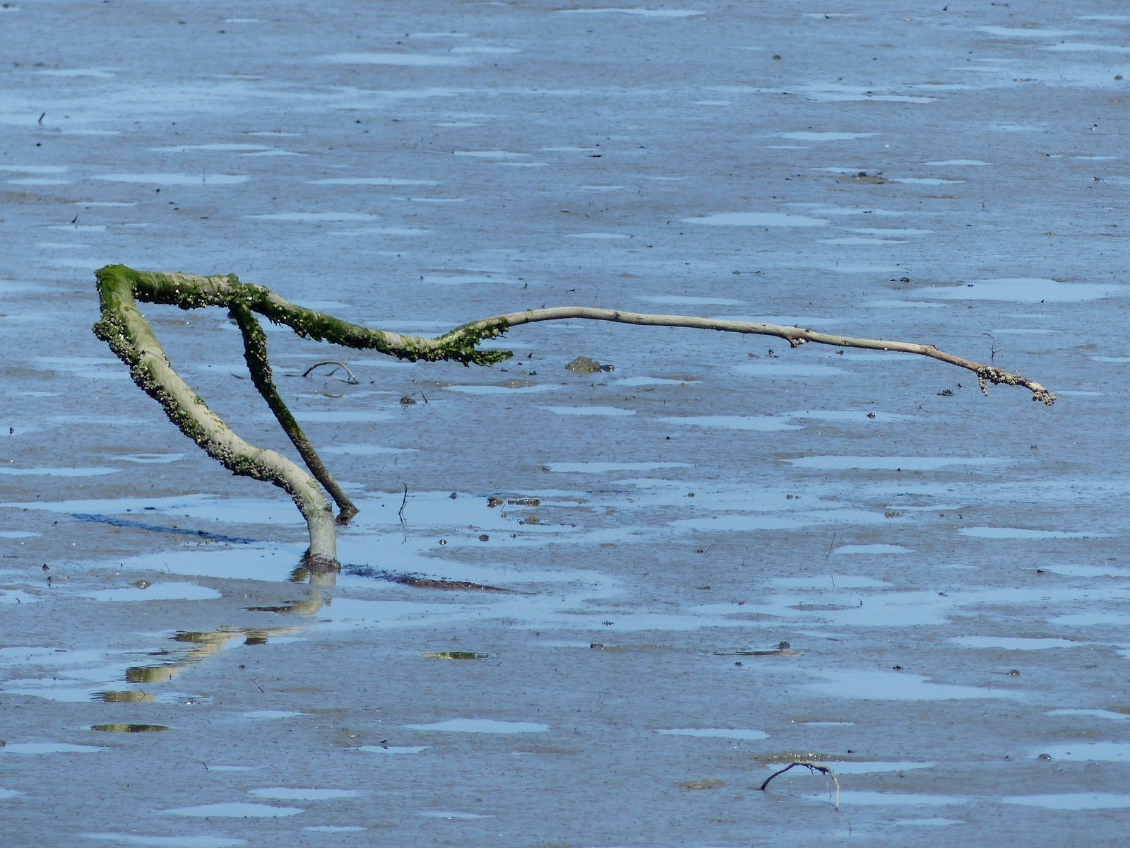 Stick in the Mud I (3) - 13 April 2016
