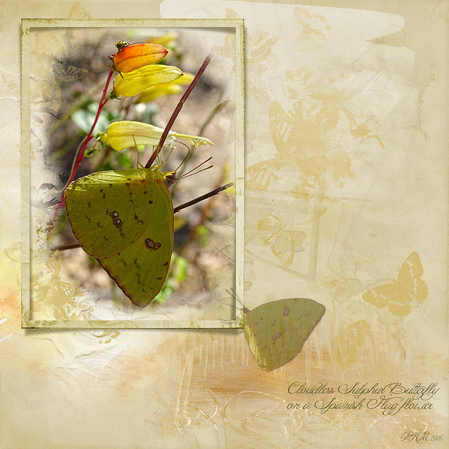 Cloudless Sulphur on Spanish Flag Vine