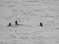 20180403 3362CPw [D~AUR] Reiherente, Leybuchtsiel, Greetsiel