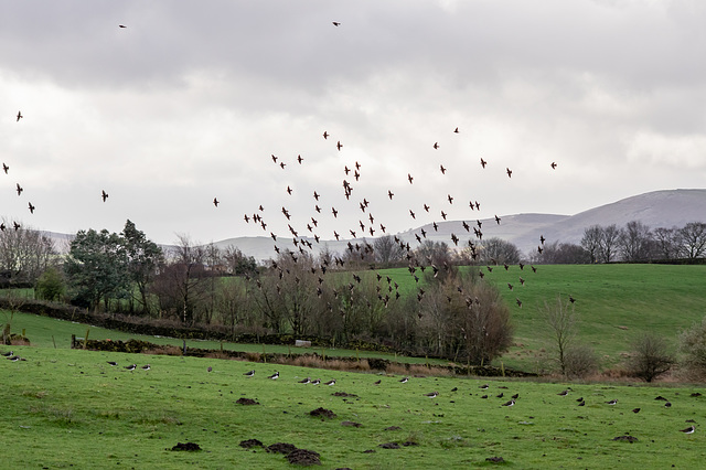 Starlings Up, Lapwings Down