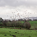 Starlings Up, Lapwings Down
