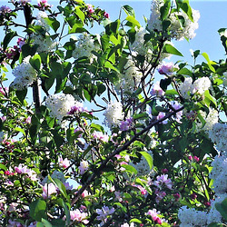 I love it when the apple blossom mixes with the lilac