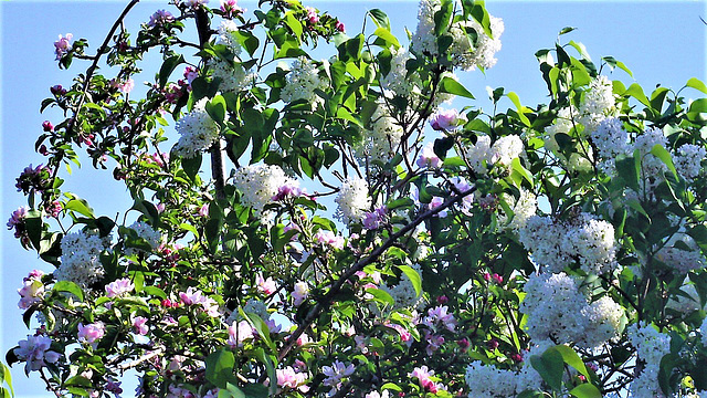 I love it when the apple blossom mixes with the lilac