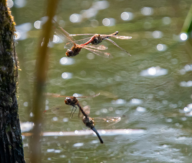 Mating dragonflies