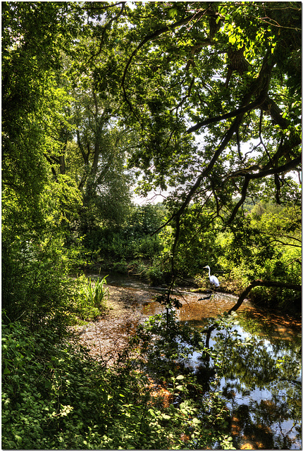 Egret by the River Beane