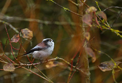 Mésange à longue queue  (Seine & Marne).