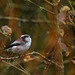 Mésange à longue queue  (Seine & Marne).