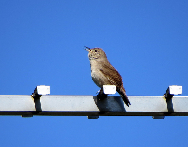 The house wren found our bird house