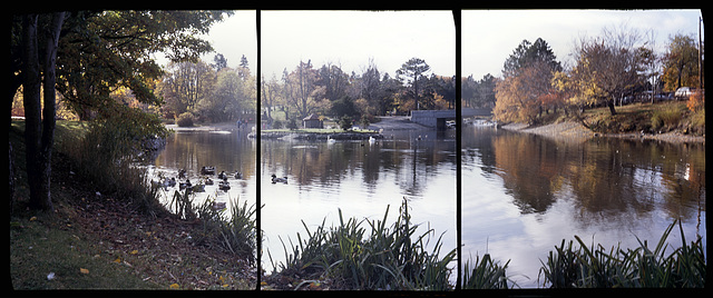 Duck Pond