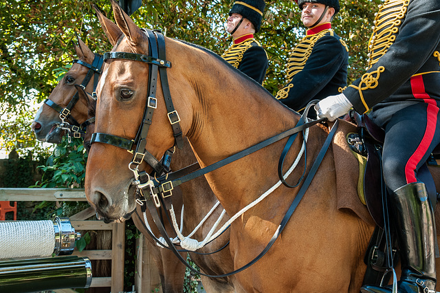 There's No Point Asking the Horse, Mate