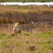 Short eared owl