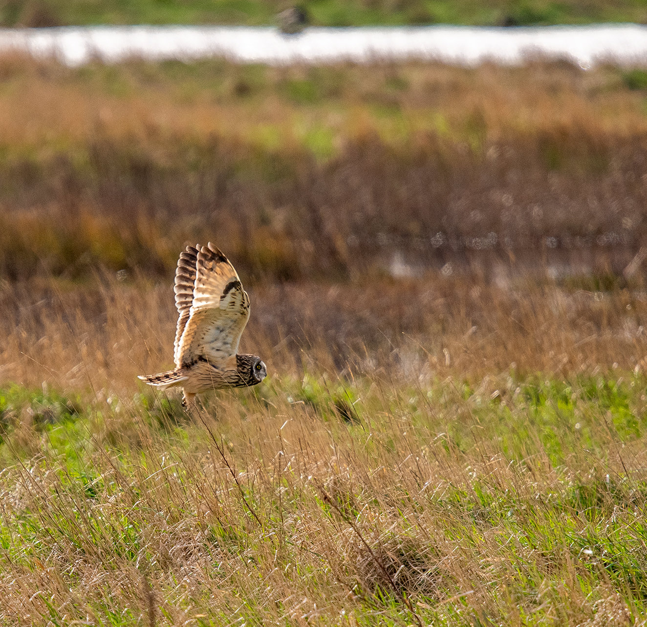 Short eared owl