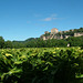 Champ de tabac sur la rive gauche de la Dordogne face au château de Beynac