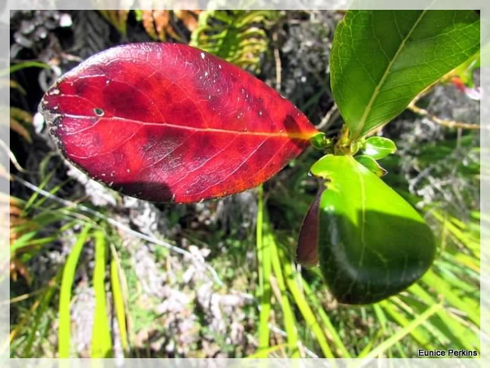 Leaves Are Lovely Too.