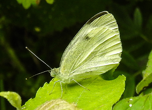 20230716 2112CPw [D~LIP] Kleiner Kohlweißling (Pieris rapae), Bad Salzuflen