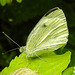 20230716 2112CPw [D~LIP] Kleiner Kohlweißling (Pieris rapae), Bad Salzuflen