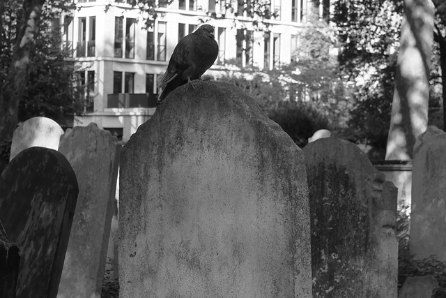 IMG 2926-001-Pigeon on Headstone