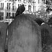 IMG 2926-001-Pigeon on Headstone