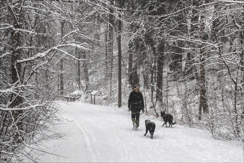 walking the dogs