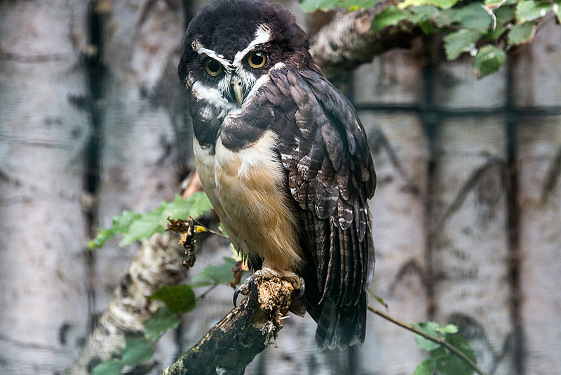 20140926 5495VRAw [D~SFA] Brillenkauz, (Pulsatrix perspicillata), Vogelpark, Walsrode