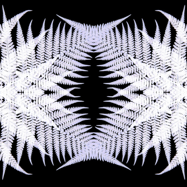 Fern points inverted