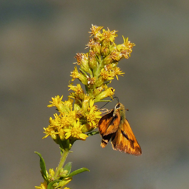 Skipper on Goldenrod