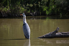 20150518 7857VRTw [R~F] Graugreiher (Ardea cinerea), Parc Ornithologique, Camargue