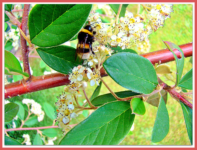 A Bee On a Tree.