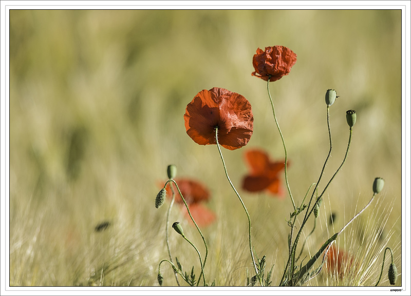 Coquelicot