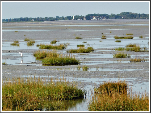 En baie de Somme ( 62)