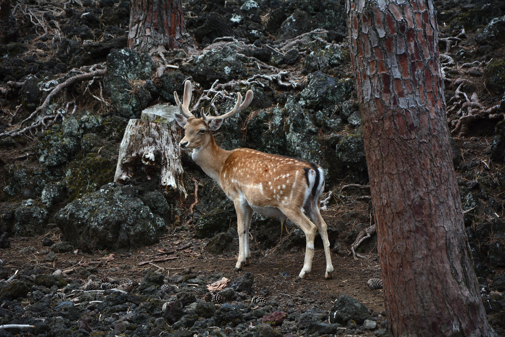 Azores, The Island of Pico, The Deer