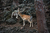 Azores, The Island of Pico, The Deer