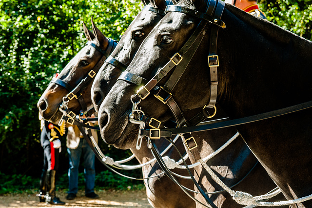 Three Good Horses